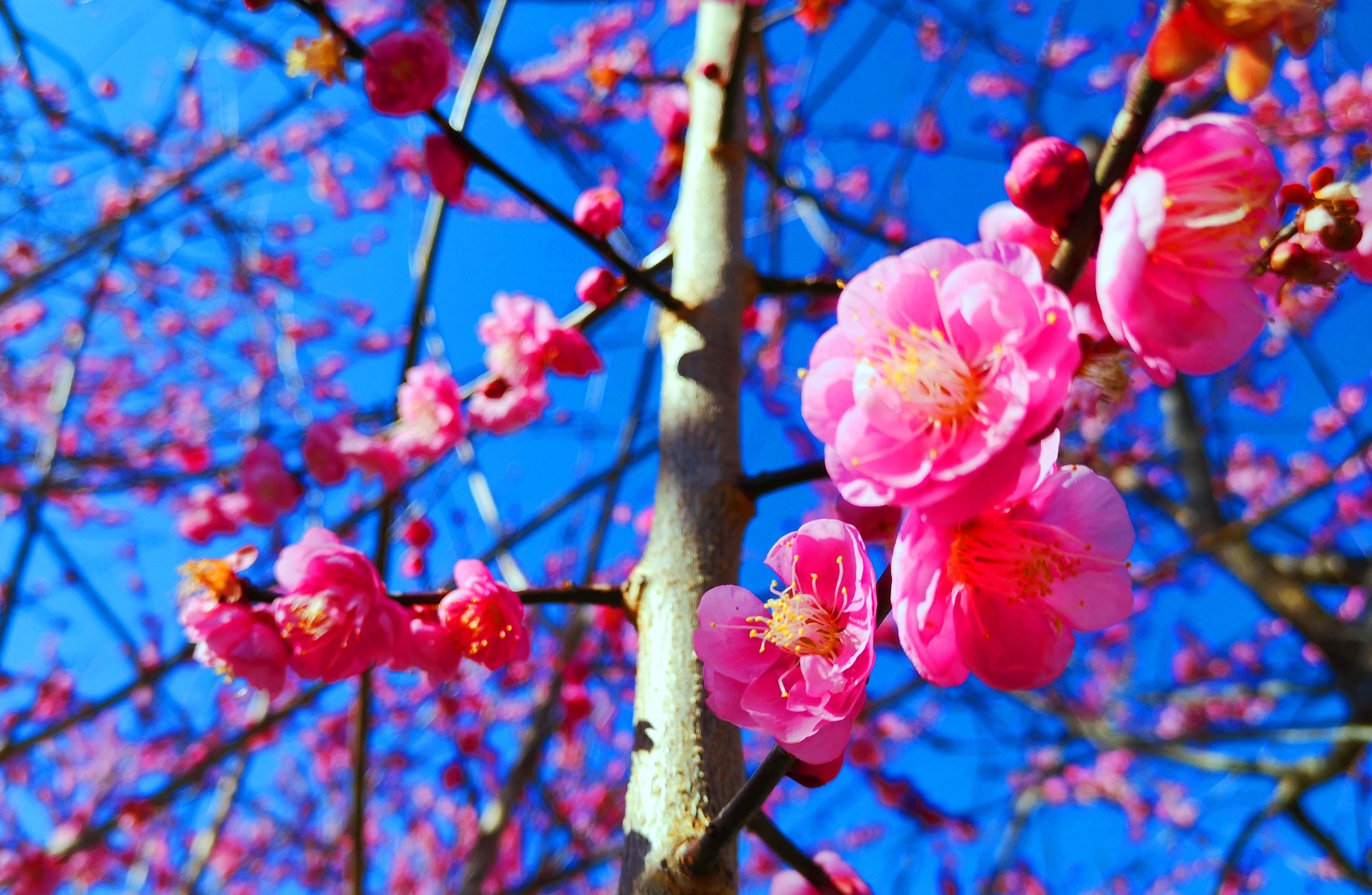 日本の風景 東紀州の2月梅の花 壁紙19x1252 壁紙館