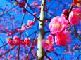 東紀州の2月梅の花