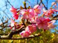 東紀州の2月寒桜