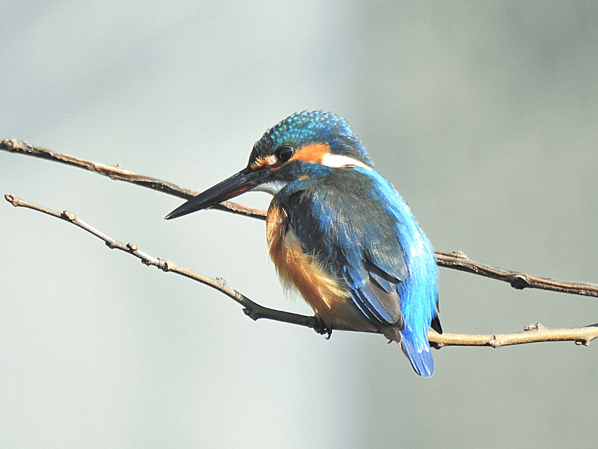 動物 鳥 ペンギン カワセミ 壁紙19x1441 壁紙館