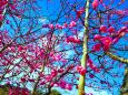 東紀州の2月梅の花