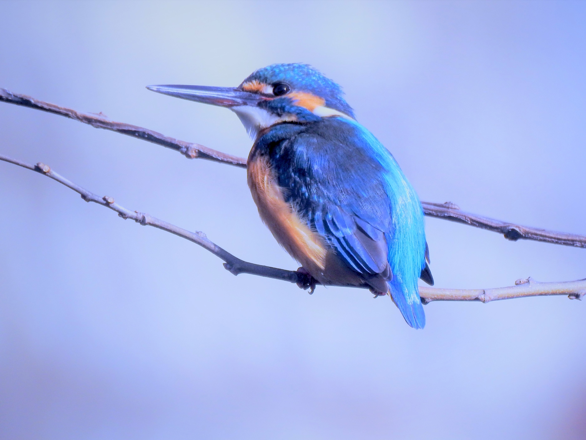 動物 鳥 ペンギン カワセミ 壁紙19x1440 壁紙館 動物 鳥 ペンギン カワセミ 壁紙19x1440 壁紙館