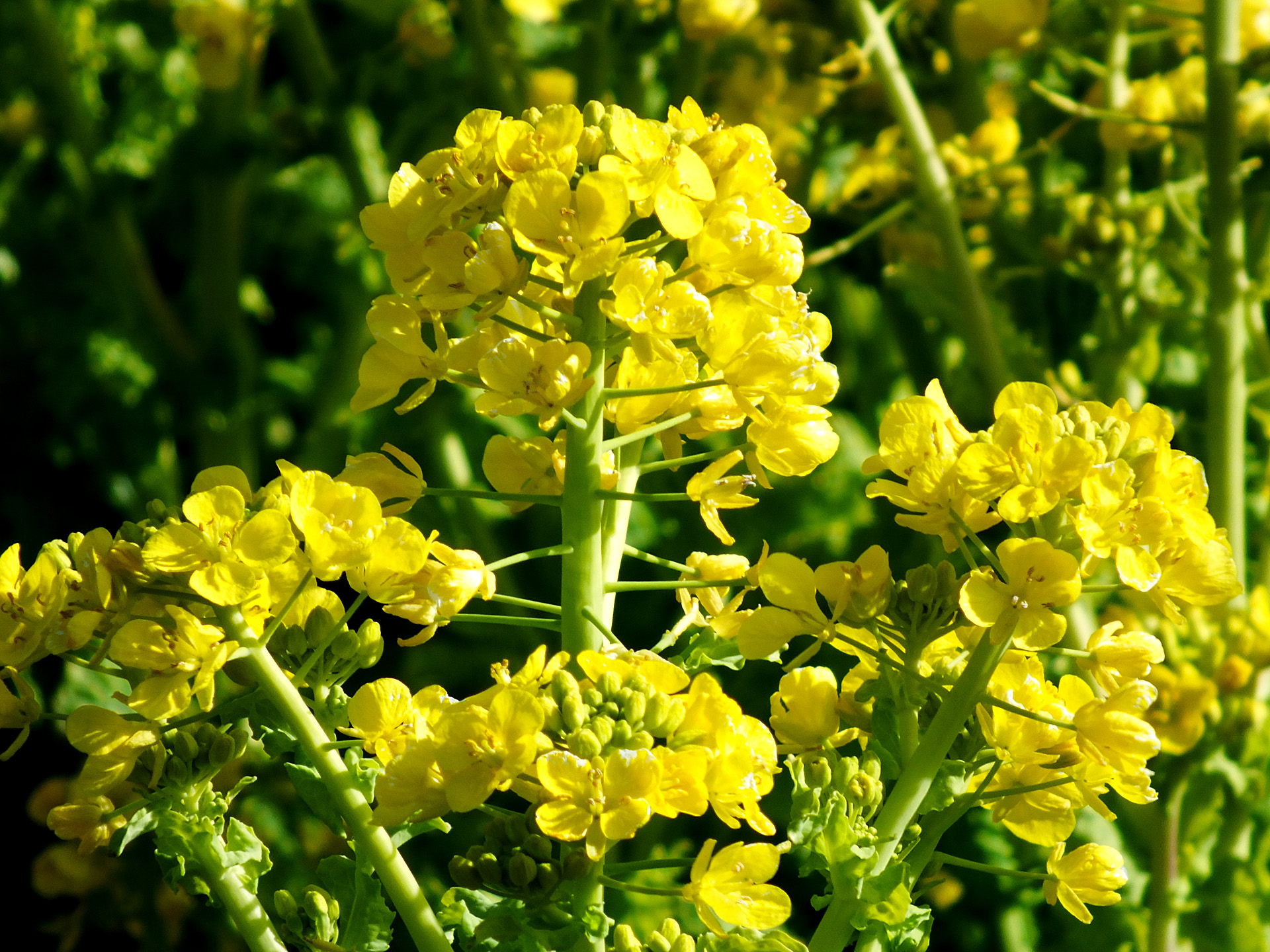 花 植物 菜の花 壁紙19x1440 壁紙館