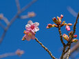 咲き始めた河津桜