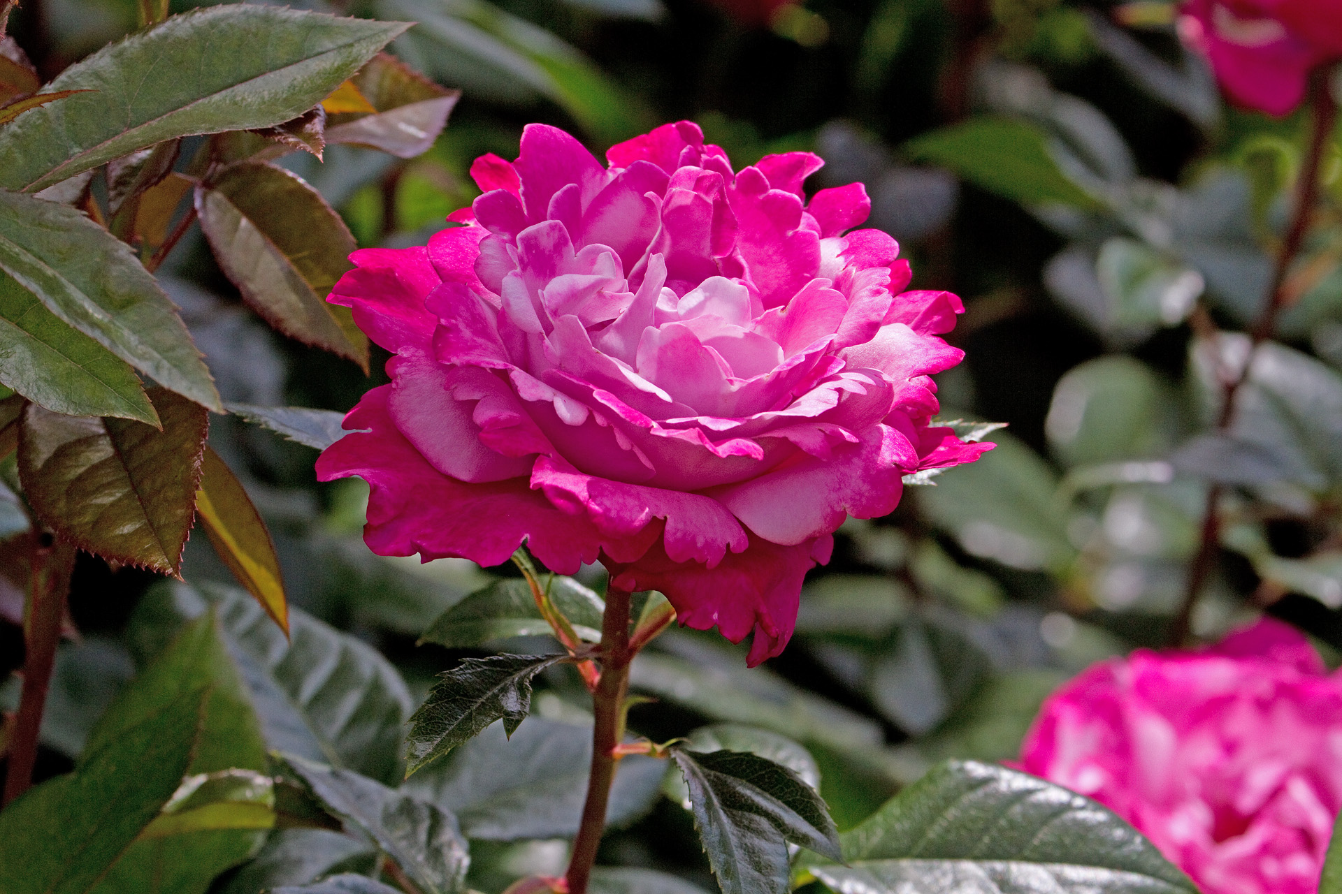 花 植物 アマンディーン シャネル 壁紙19x1280 壁紙館