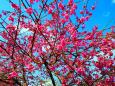 東紀州の2月河津桜