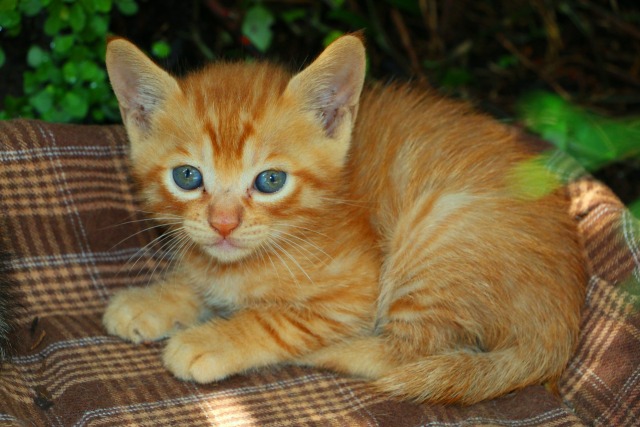 動物 猫 子猫 壁紙館 動物 猫 子猫 壁紙館