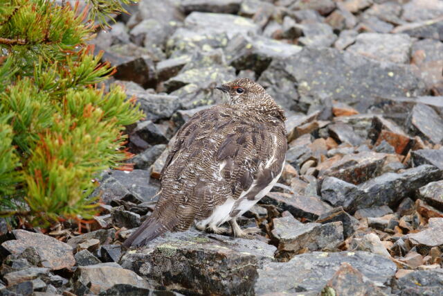 蝶ヶ岳の雄雷鳥