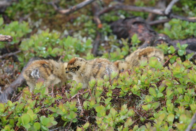 蝶ヶ岳のチビ雷鳥3