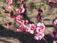 一枝の梅の花