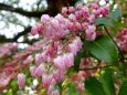 咲き始めた馬酔木の花