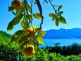 東紀州の2月夏みかんと海