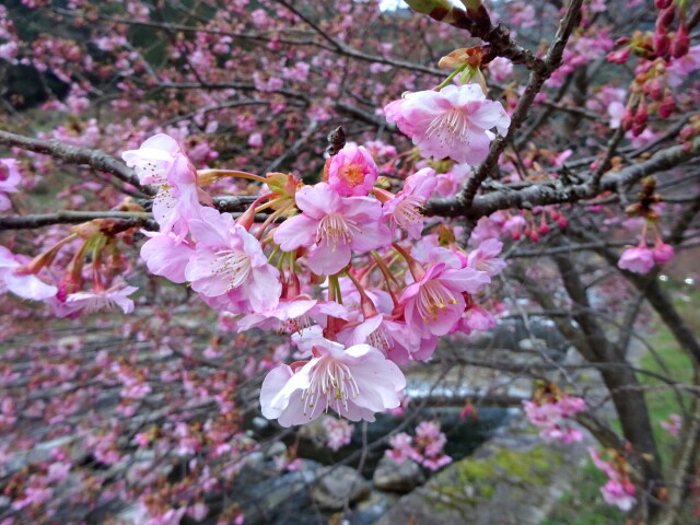 咲き始めた河津桜の花