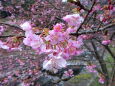 咲き始めた河津桜の花