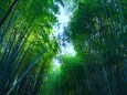 東紀州の2月の竹林