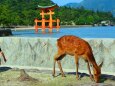 鹿と厳島神社