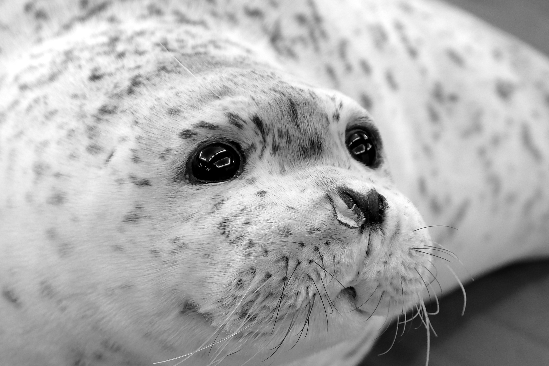 動物 その他 ゴマフアザラシ 壁紙19x1280 壁紙館