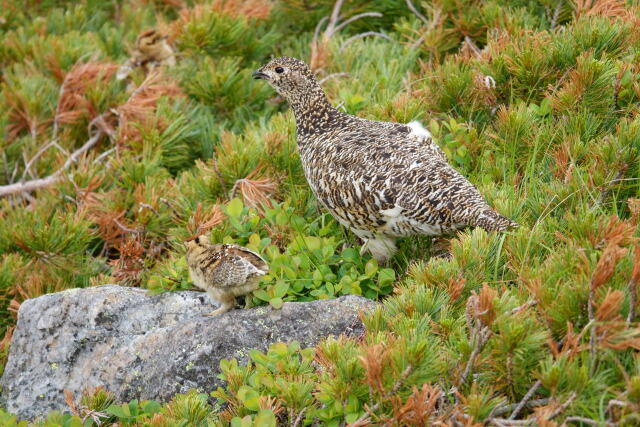 常念岳のママ雷鳥4