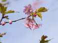 早咲きの桜