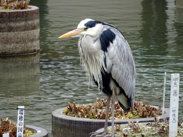 郷鳥鳳のアオサギ君