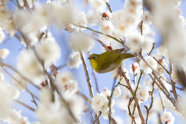 白梅にメジロ