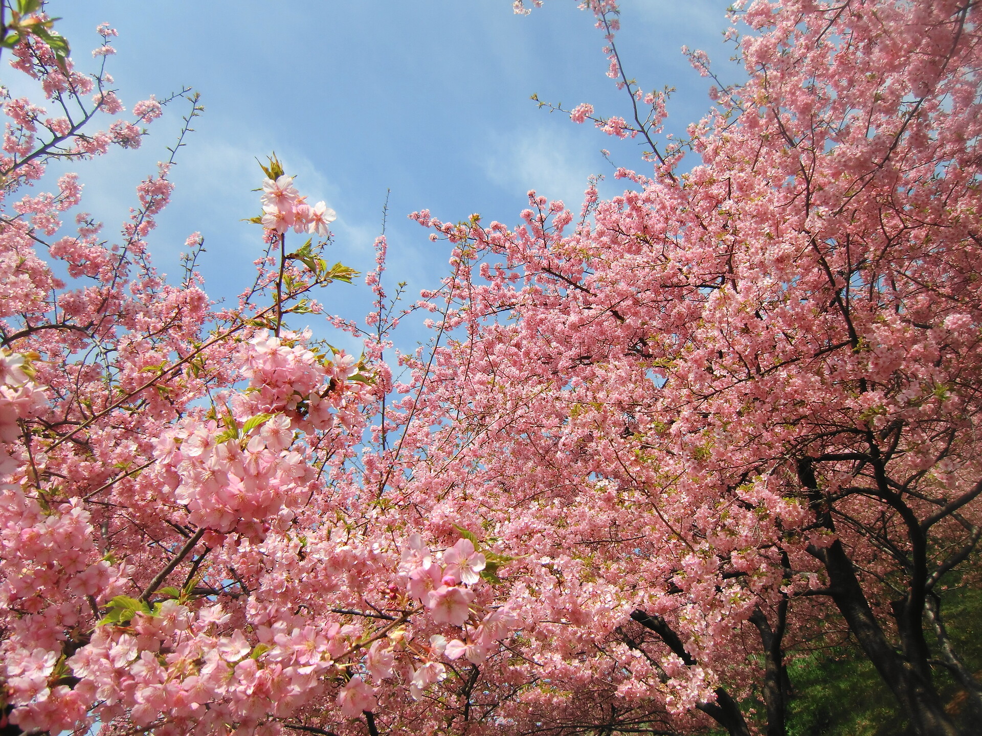 花 植物 満開の河津桜 壁紙19x1440 壁紙館