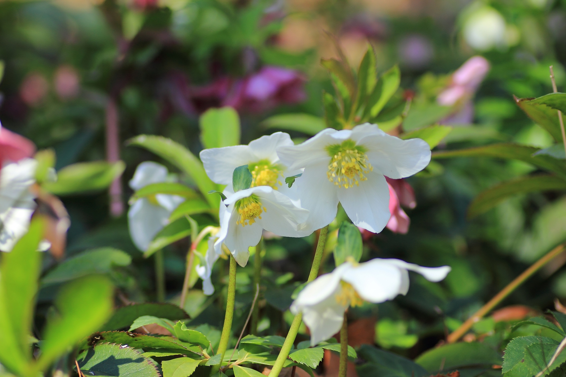 花 植物 クリスマスローズ 壁紙19x1280 壁紙館