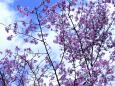 満開のオカメ桜