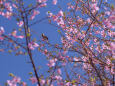 早咲きの桜
