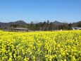 まんのう公園菜の花畑