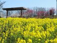 菜の花に梅