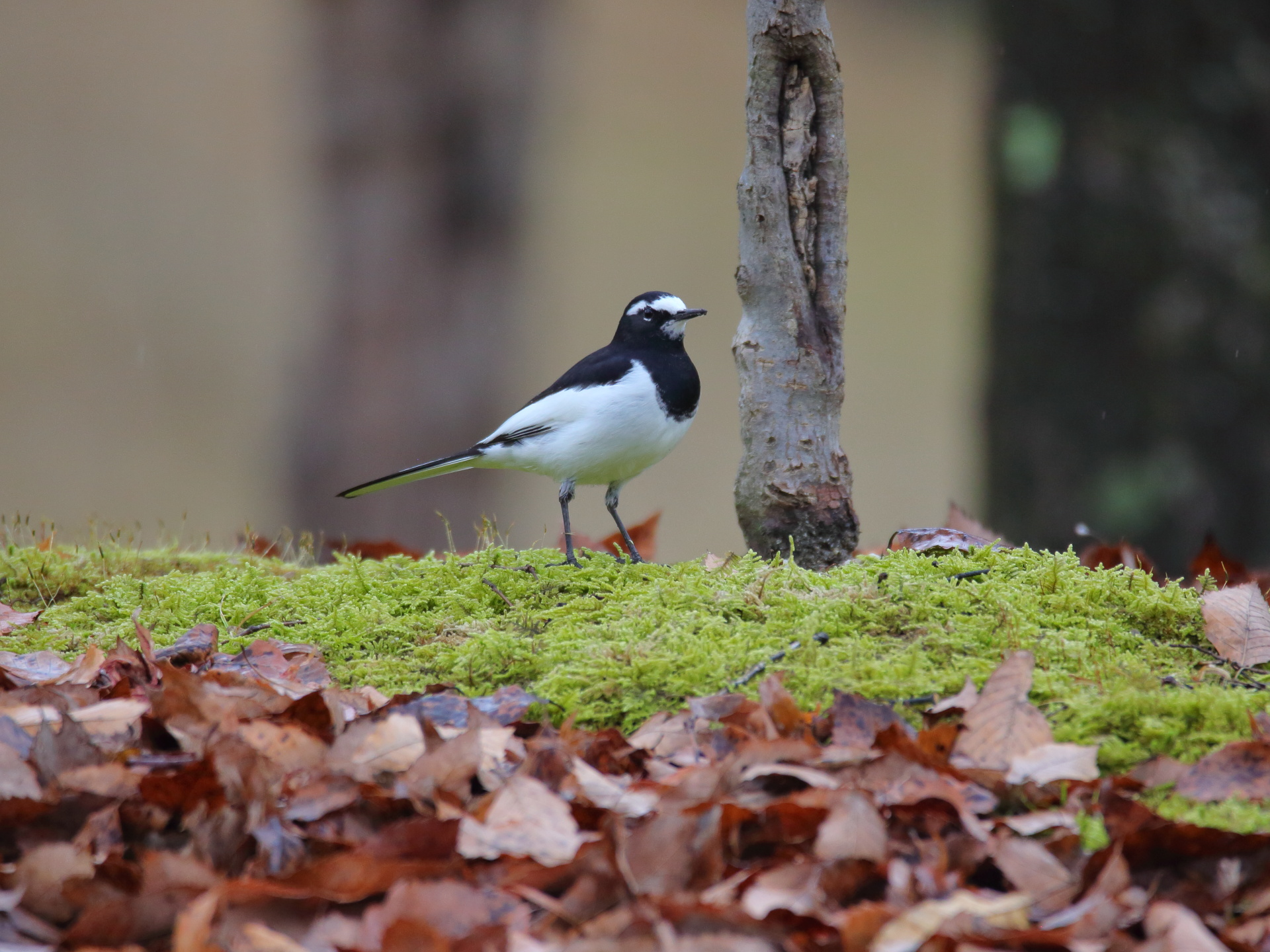 動物 鳥 ペンギン セグロセキレイ君4 壁紙19x1440 壁紙館