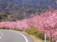 満開の河津桜