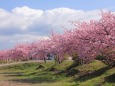 湊川の河津桜