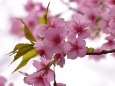 早咲きの桜