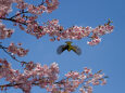 満開の河津桜に飛ぶメジロ
