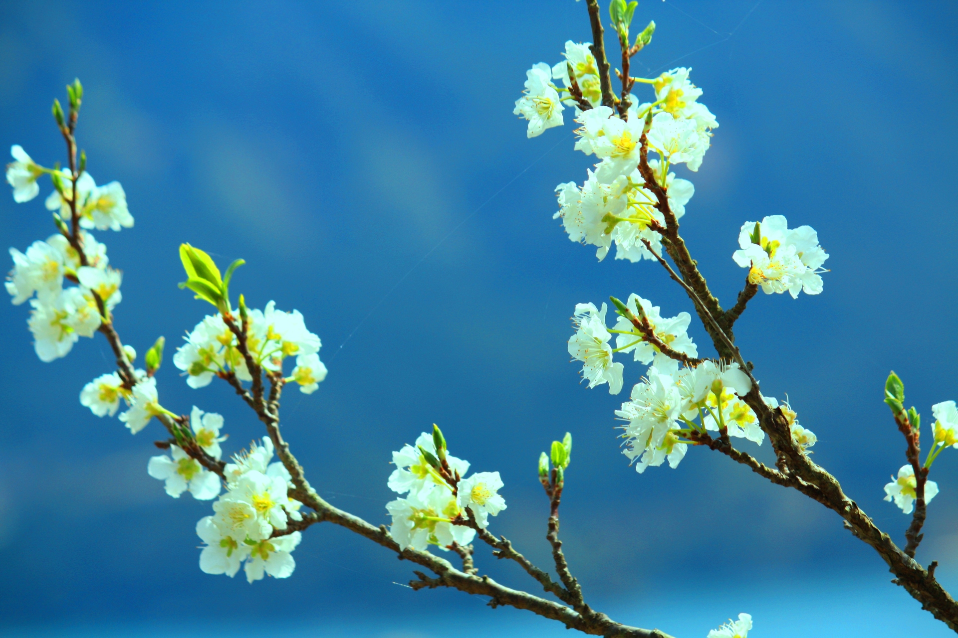 花 植物 冬の花 壁紙19x1280 壁紙館