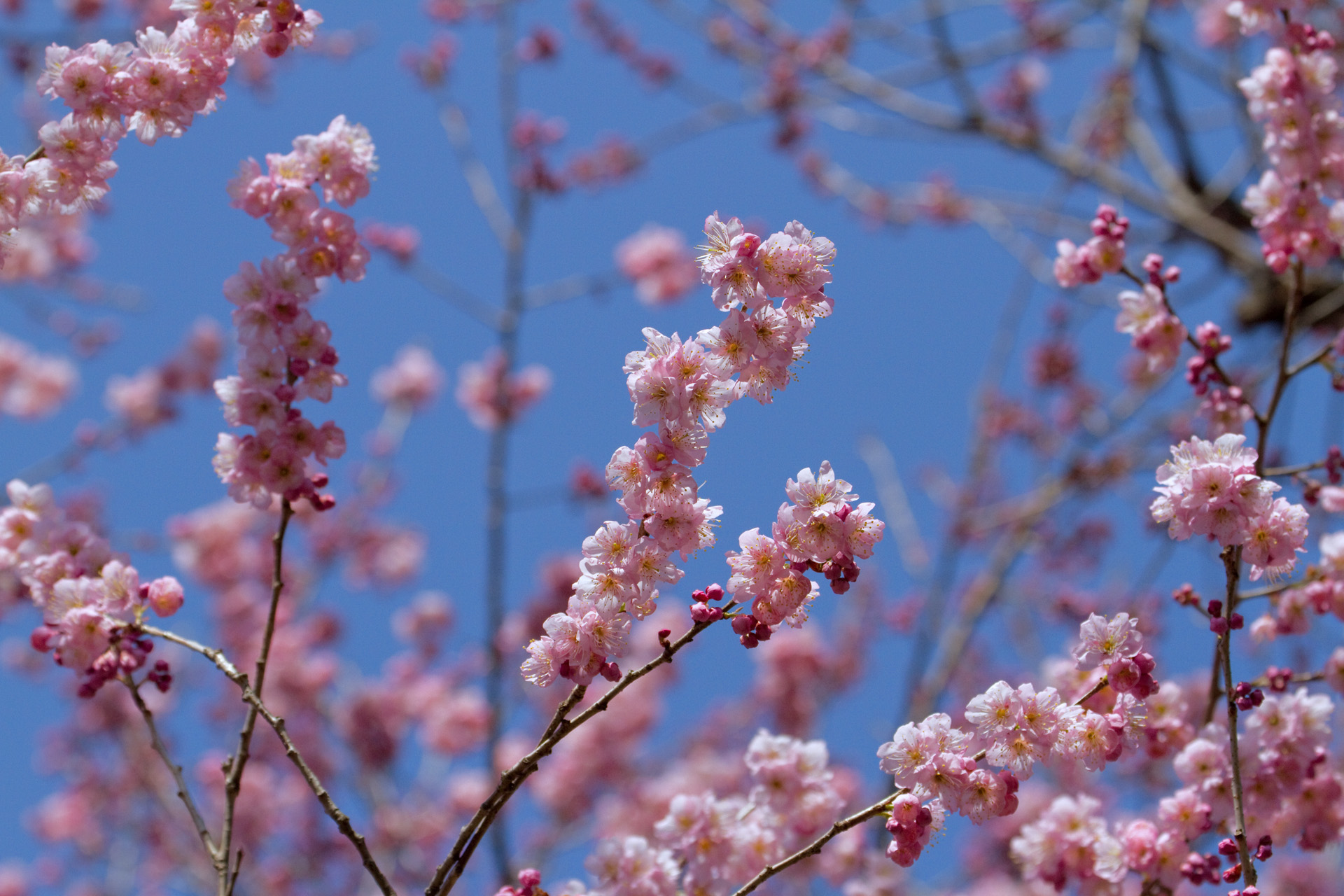 花 植物 満開の椿寒桜 壁紙19x1280 壁紙館