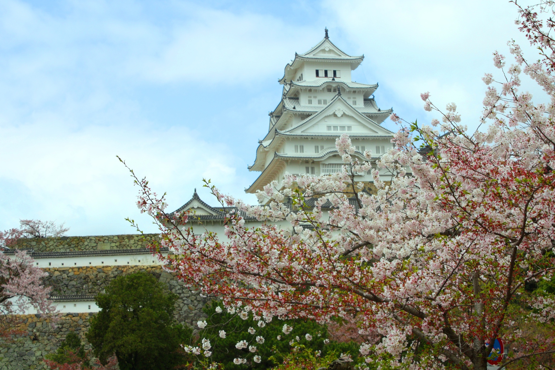 日本の風景 桜と姫路城 壁紙19x1280 壁紙館