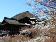 桜と改修前の清水寺