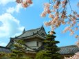桜と和歌山城