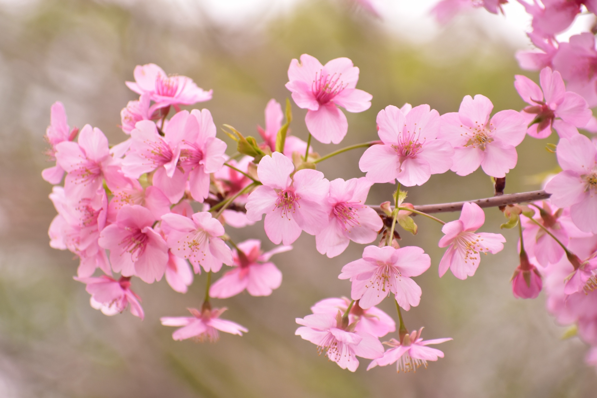 花 植物 さくら 壁紙19x1280 壁紙館