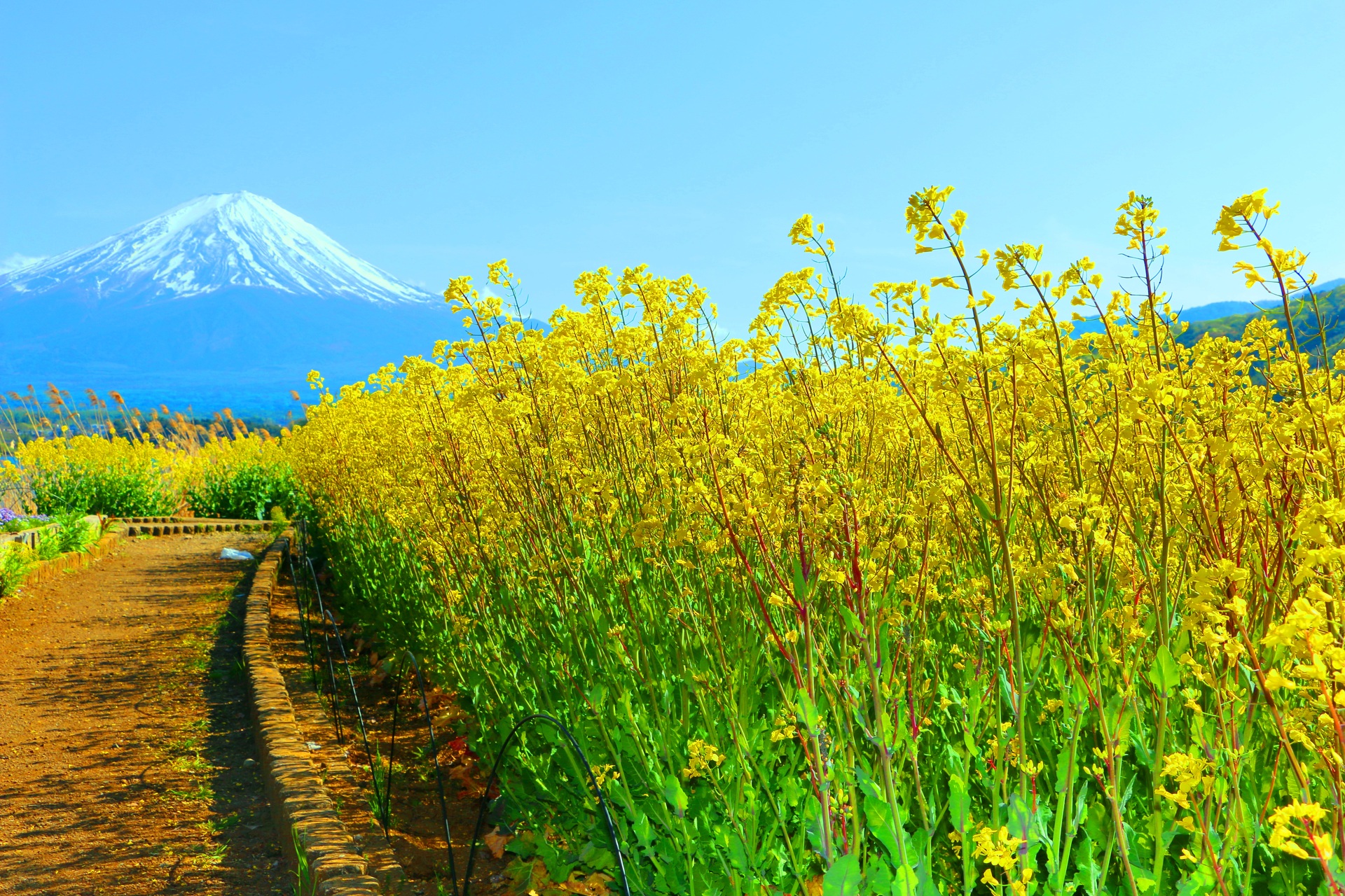 花 植物 菜の花 壁紙19x1280 壁紙館