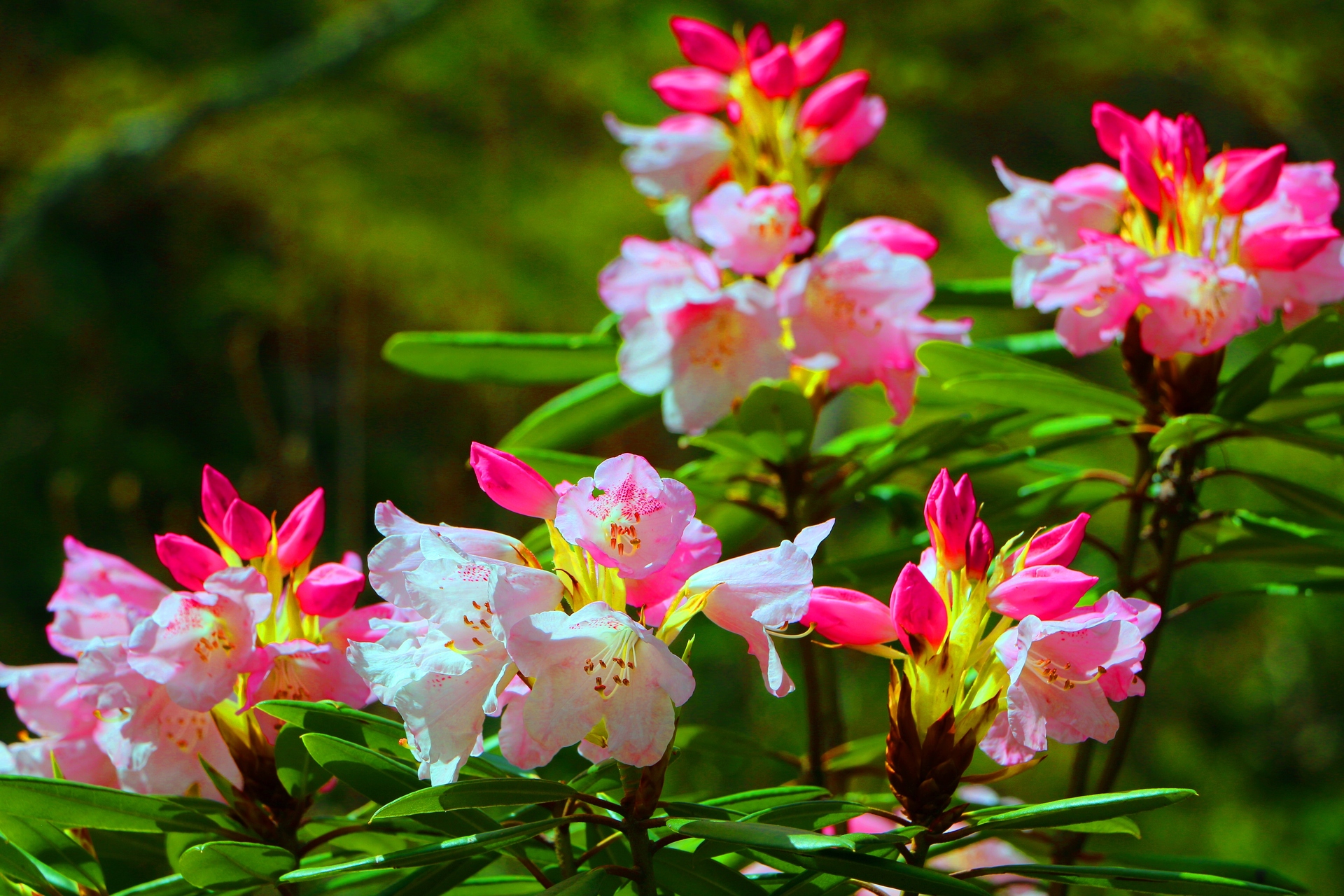 花 植物 春の花 壁紙19x1280 壁紙館