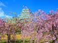 桜と姫路城