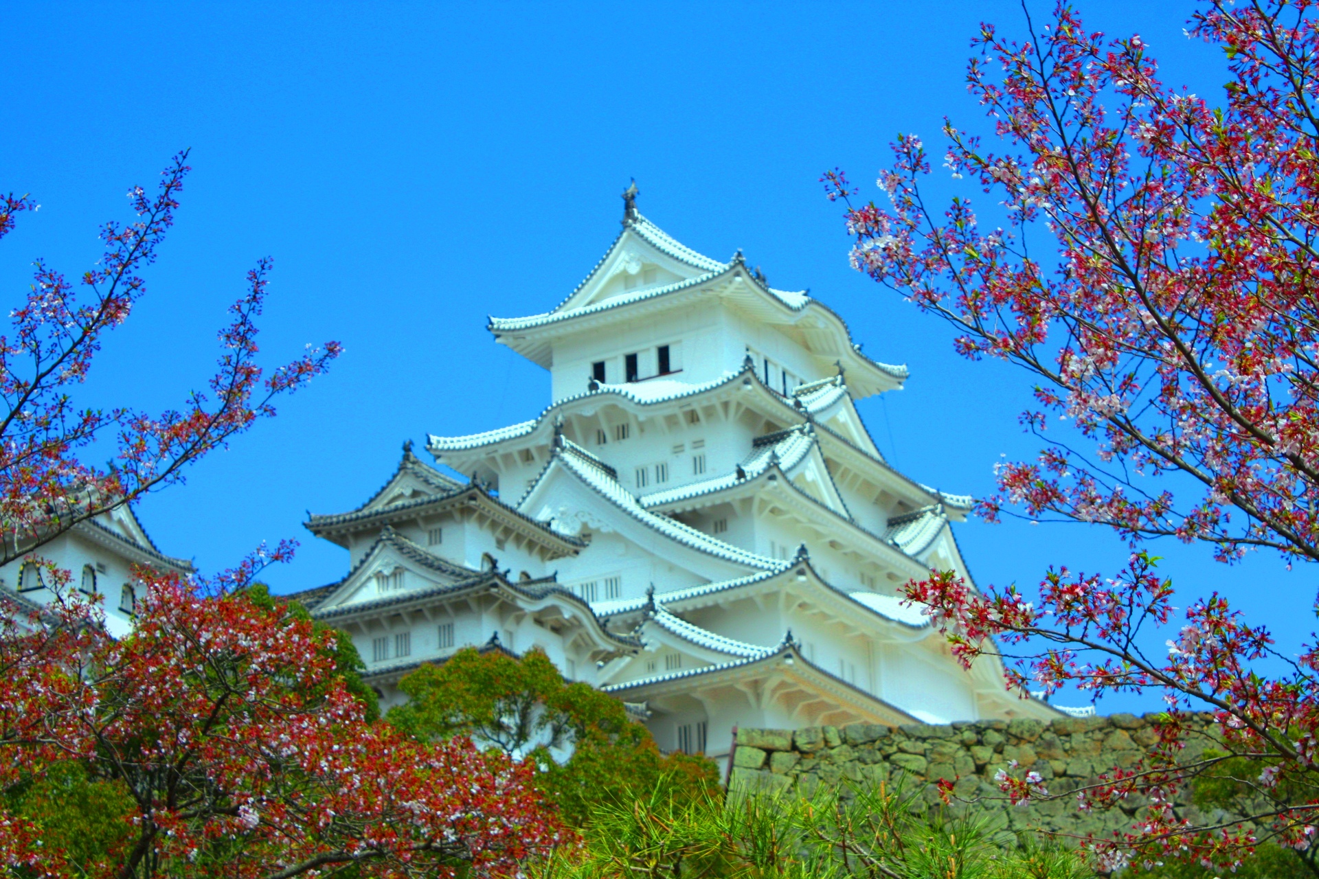 日本の風景 桜と姫路城 壁紙19x1280 壁紙館