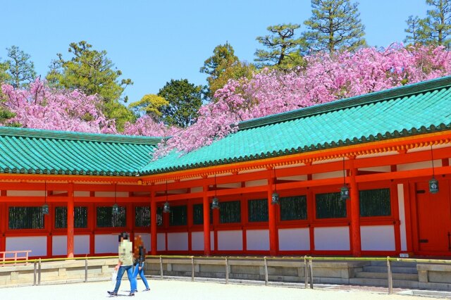 桜と平安神宮