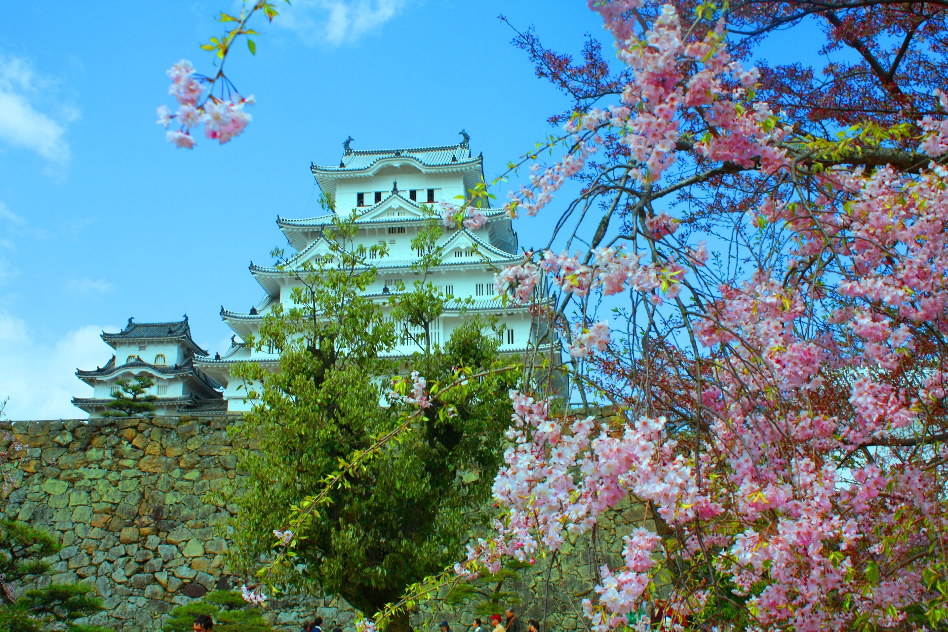 日本の風景 桜と姫路城 壁紙19x1280 壁紙館