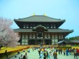 桜の東大寺