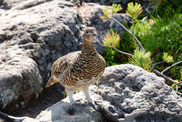 白馬乗鞍岳の雌雷鳥